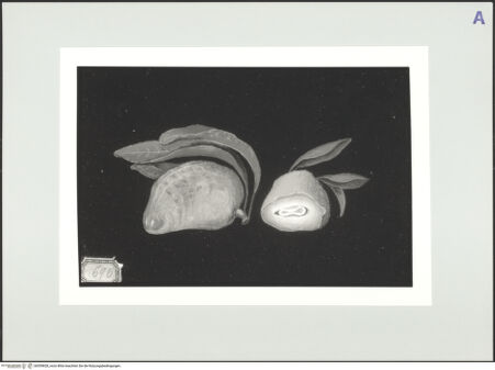 Vorderseite von bh559828_recto