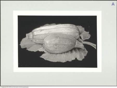 Vorderseite von bh559830_recto