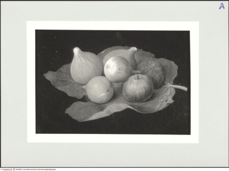 Vorderseite von bh559831_recto