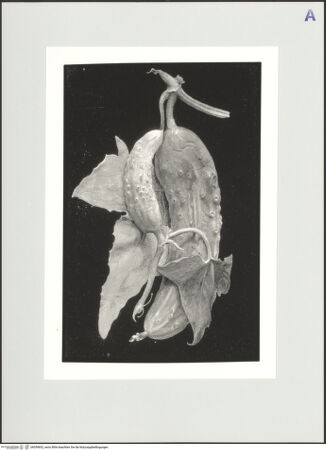 Vorderseite von bh559832_recto