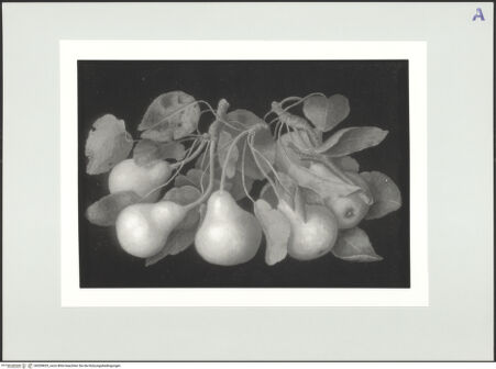 Vorderseite von bh559833_recto