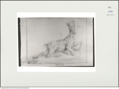 Vorderseite von Courtauld Institute, Conway Library [https://www.deutsche-digitale-bibliothek.de/content/lizenzen/rv-ez/] Huftier (Fragment einer Statuengruppe, Albertinum, Dresden) - , bh566681_recto. Foto.