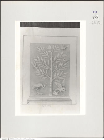 Vorderseite von Courtauld Institute, Conway Library [https://www.deutsche-digitale-bibliothek.de/content/lizenzen/rv-ez/] Serie von Zeichnungen nach einem antiken Grabmal (Uffizien, Florenz)Seitenrelief: Lorbeerbaum mit Vögeln - , bh567783_recto. Foto.