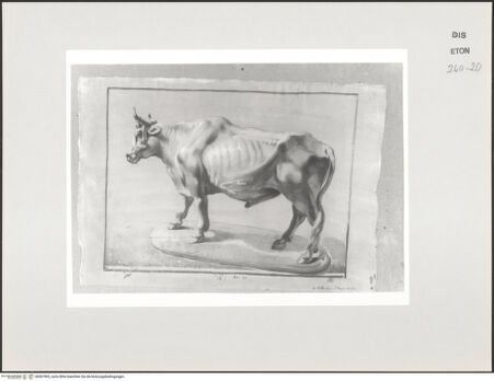 Vorderseite von Courtauld Institute, Conway Library [https://www.deutsche-digitale-bibliothek.de/content/lizenzen/rv-ez/] Stier (Statue, Biblioteca Marciana, Venedig) - , bh567965_recto. Foto.