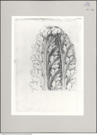 Vorderseite von Istituto Nazionale per la Grafica [https://www.deutsche-digitale-bibliothek.de/content/lizenzen/rv-ez/] Codice A (2501 A)Studie eines Akanthusornaments - , bh575400_recto. Foto.