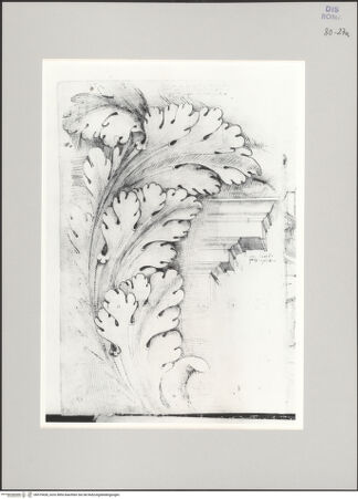 Vorderseite von Istituto Nazionale per la Grafica [https://www.deutsche-digitale-bibliothek.de/content/lizenzen/rv-ez/] Codice A (2501 A)Akanthusblatt eines Frieses; Gesims eines Monuments auf der Via Appia - , bh575428_recto. Foto.
