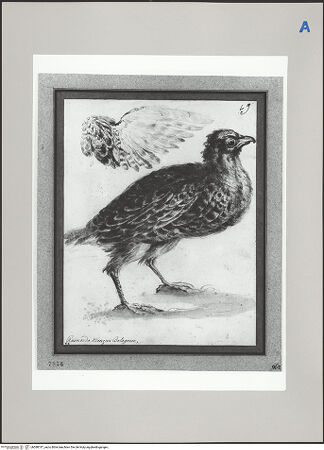 Vorderseite von Martin von Wagner Museum [https://www.deutsche-digitale-bibliothek.de/content/lizenzen/rv-ez/] Vogel - , bh588747_recto. Foto.