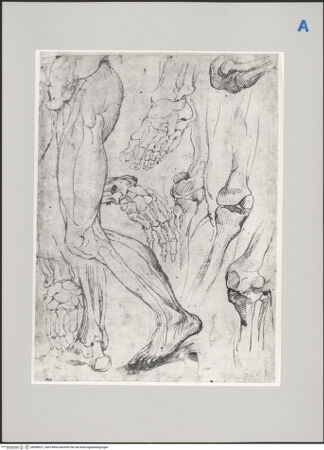 Vorderseite von Martin von Wagner Museum [https://www.deutsche-digitale-bibliothek.de/content/lizenzen/rv-ez/] Anatomische Gelenkstudien - , bh588927_recto. Foto.