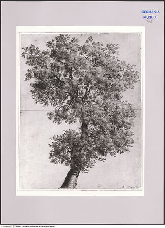 Vorderseite von Martin von Wagner Museum [https://www.deutsche-digitale-bibliothek.de/content/lizenzen/rv-ez/] Eine Esche (?) - , bh589011_recto. Foto.