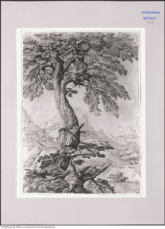 Vorderseite von Martin von Wagner Museum [https://www.deutsche-digitale-bibliothek.de/content/lizenzen/rv-ez/] Eine Mittelmeer-Kiefer (?) - , bh589012_recto. Foto.