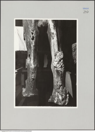 Vorderseite von Ministero della Pubblica Istruzione Istituto Centrale del Restauro, Roma [https://www.deutsche-digitale-bibliothek.de/content/lizenzen/rv-ez/] Bronzefiguren der FassadeGreif - Detail: Hinterläufe, bh590793_recto. Foto.