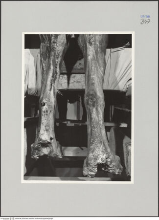 Vorderseite von Ministero della Pubblica Istruzione Istituto Centrale del Restauro, Roma [https://www.deutsche-digitale-bibliothek.de/content/lizenzen/rv-ez/] Bronzefiguren der FassadeLöwe - Detail: Hinterläufe, bh590798_recto. Foto.