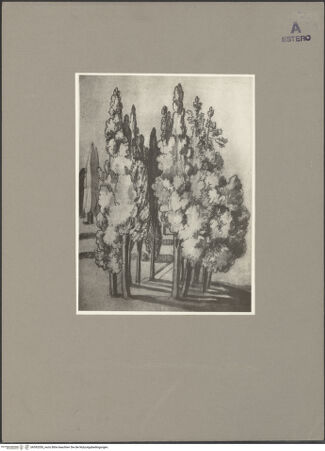 Vorderseite von Bibliotheca Hertziana [https://www.deutsche-digitale-bibliothek.de/content/lizenzen/rv-fz/] Zypressen bei Tivoli - , bh592050_recto. Foto.