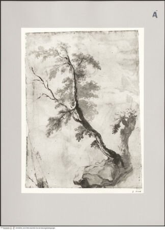 Vorderseite von Rheinisches Bildarchiv Köln [https://www.deutsche-digitale-bibliothek.de/content/lizenzen/rv-ez/] Baumstudie - , bh594894_recto. Foto.