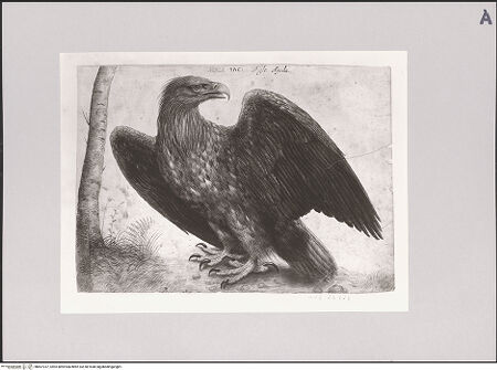 Vorderseite von Staatliche Museen zu Berlin - Preußischer Kulturbesitz [https://www.deutsche-digitale-bibliothek.de/content/lizenzen/rv-ez/] Seeadler - Gesamtansicht, bh607237_recto. Foto: Steinkopf, Walter.