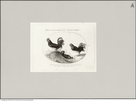 Vorderseite von Staatliche Museen zu Berlin - Preußischer Kulturbesitz [https://www.deutsche-digitale-bibliothek.de/content/lizenzen/rv-ez/] Hühner, Blatt XVI - Gesamtansicht, bh607248_recto. Foto: Steinkopf, Walter.