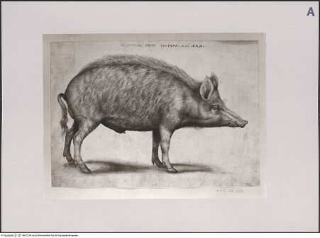 Vorderseite von Staatliche Museen zu Berlin - Preußischer Kulturbesitz [https://www.deutsche-digitale-bibliothek.de/content/lizenzen/rv-ez/] Eber - Gesamtansicht, bh607249_recto. Foto: Steinkopf, Walter.