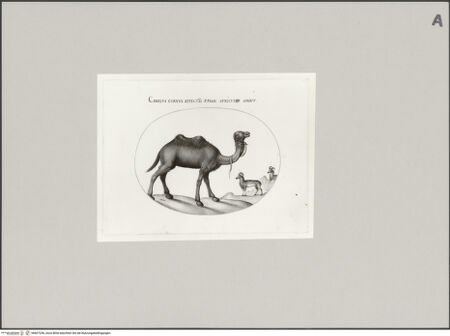 Vorderseite von Staatliche Museen zu Berlin - Preußischer Kulturbesitz [https://www.deutsche-digitale-bibliothek.de/content/lizenzen/rv-ez/] Kamel und Steinböcke, Blatt V - Gesamtansicht, bh607256_recto. Foto: Steinkopf, Walter.