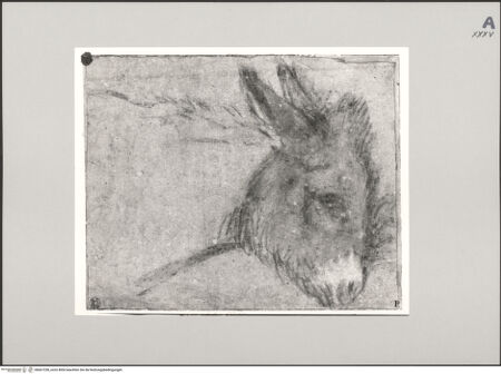 Vorderseite von Staatliche Museen zu Berlin - Preußischer Kulturbesitz [https://www.deutsche-digitale-bibliothek.de/content/lizenzen/rv-ez/] Eselskopf - Gesamtansicht, bh607258_recto. Foto.