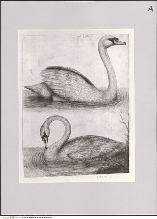 Vorderseite von Staatliche Museen zu Berlin - Preußischer Kulturbesitz [https://www.deutsche-digitale-bibliothek.de/content/lizenzen/rv-ez/] Höckerschwäne - Gesamtansicht, bh607261_recto. Foto: Steinkopf, Walter.