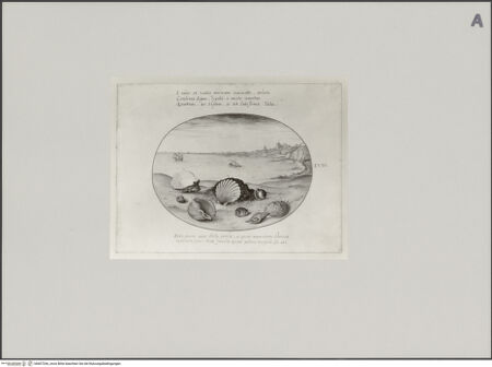 Vorderseite von Staatliche Museen zu Berlin - Preußischer Kulturbesitz [https://www.deutsche-digitale-bibliothek.de/content/lizenzen/rv-ez/] Muscheln am Strand, dahinter Ansicht der Bucht von Cádiz mit Schiffen, Blatt LVIII - Gesamtansicht, bh607266_recto. Foto: Steinkopf, Walter.