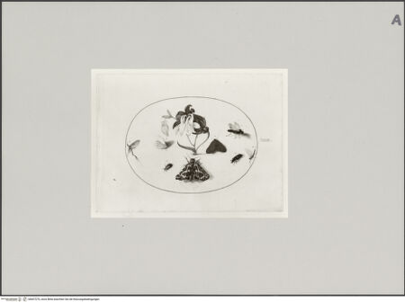 Vorderseite von Staatliche Museen zu Berlin - Preußischer Kulturbesitz [https://www.deutsche-digitale-bibliothek.de/content/lizenzen/rv-ez/] Schmetterlinge bei einer Akelei, Blatt XXIX - Gesamtansicht, bh607270_recto. Foto: Steinkopf, Walter.