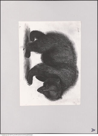 Vorderseite von bh607272_recto