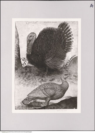 Vorderseite von Staatliche Museen zu Berlin - Preußischer Kulturbesitz [https://www.deutsche-digitale-bibliothek.de/content/lizenzen/rv-ez/] Truthahn und Truthenne - Gesamtansicht, bh607280_recto. Foto: Steinkopf, Walter.