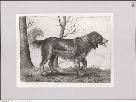 Vorderseite von Staatliche Museen zu Berlin - Preußischer Kulturbesitz [https://www.deutsche-digitale-bibliothek.de/content/lizenzen/rv-ez/] Jagdhund (Wasserhund) - Gesamtansicht, bh607281_recto. Foto: Steinkopf, Walter.