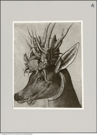 Vorderseite von Staatliche Museen zu Berlin - Preußischer Kulturbesitz [https://www.deutsche-digitale-bibliothek.de/content/lizenzen/rv-ez/] Kopf eines Rehbocks mit monströsem Geweih, im Profil nach links - Gesamtansicht, bh607285_recto. Foto: Steinkopf, Walter.