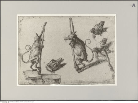 Vorderseite von Staatliche Museen zu Berlin - Preußischer Kulturbesitz [https://www.deutsche-digitale-bibliothek.de/content/lizenzen/rv-ez/] Enthäutete Ratten und Frösche - Gesamtansicht, bh607288_recto. Foto: Steinkopf, Walter.