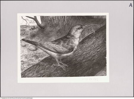 Vorderseite von Staatliche Museen zu Berlin - Preußischer Kulturbesitz [https://www.deutsche-digitale-bibliothek.de/content/lizenzen/rv-ez/] Wendehals - Gesamtansicht, bh607293_recto. Foto: Steinkopf, Walter.