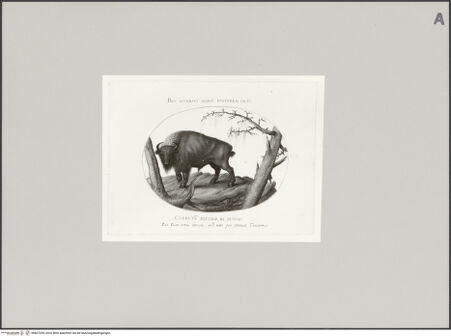 Vorderseite von Staatliche Museen zu Berlin - Preußischer Kulturbesitz [https://www.deutsche-digitale-bibliothek.de/content/lizenzen/rv-ez/] Bison, Blatt VIII - Gesamtansicht, bh607294_recto. Foto: Steinkopf, Walter.