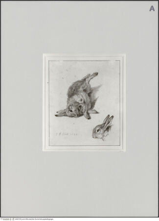 Vorderseite von Staatliche Museen zu Berlin - Preußischer Kulturbesitz [https://www.deutsche-digitale-bibliothek.de/content/lizenzen/rv-ez/] Studie eines toten Kaninchens und seines Kopfes - Gesamtansicht, bh607295_recto. Foto: Steinkopf, Walter.