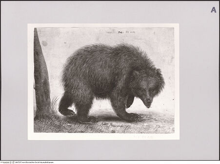 Vorderseite von Staatliche Museen zu Berlin - Preußischer Kulturbesitz [https://www.deutsche-digitale-bibliothek.de/content/lizenzen/rv-ez/] Braunbär - Gesamtansicht, bh607297_recto. Foto: Steinkopf, Walter.