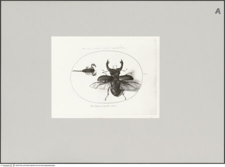 Vorderseite von Staatliche Museen zu Berlin - Preußischer Kulturbesitz [https://www.deutsche-digitale-bibliothek.de/content/lizenzen/rv-ez/] Hirschkäfer mit ausgebreiteten Flügeln und Skorpion, Blatt VII (gestochene Folge I, 6 und IV, 4) - Gesamtansicht, bh607298_recto. Foto.