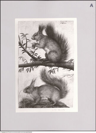 Vorderseite von Staatliche Museen zu Berlin - Preußischer Kulturbesitz [https://www.deutsche-digitale-bibliothek.de/content/lizenzen/rv-ez/] Zwei Eichhörnchen - Gesamtansicht, bh607302_recto. Foto: Steinkopf, Walter.