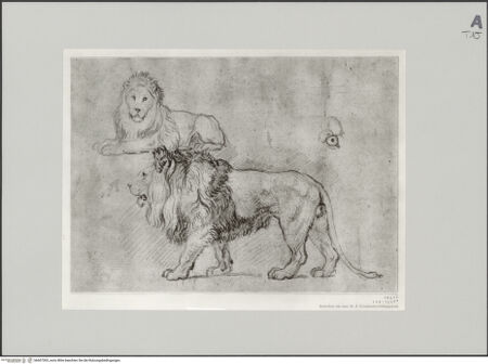 Vorderseite von Staatliche Museen zu Berlin - Preußischer Kulturbesitz [https://www.deutsche-digitale-bibliothek.de/content/lizenzen/rv-ez/] Studienblatt mit zwei Löwen - Gesamtansicht, bh607303_recto. Foto: Steinkopf, Walter.