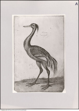 Vorderseite von Staatliche Museen zu Berlin - Preußischer Kulturbesitz [https://www.deutsche-digitale-bibliothek.de/content/lizenzen/rv-ez/] Kranich, nach links - Gesamtansicht, bh607306_recto. Foto: Steinkopf, Walter.