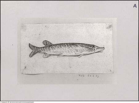 Vorderseite von Staatliche Museen zu Berlin - Preußischer Kulturbesitz [https://www.deutsche-digitale-bibliothek.de/content/lizenzen/rv-ez/] Hecht - Gesamtansicht, bh607308_recto. Foto: Steinkopf, Walter.