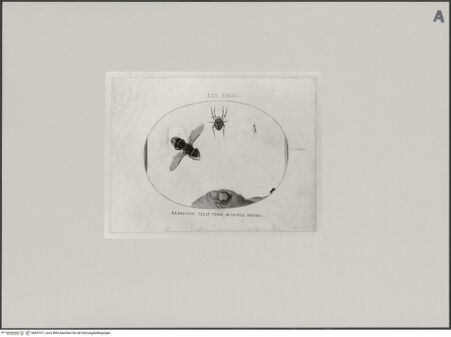 Vorderseite von Staatliche Museen zu Berlin - Preußischer Kulturbesitz [https://www.deutsche-digitale-bibliothek.de/content/lizenzen/rv-ez/] Kreuzspinnen im Netz mit einer Wespe, Blatt XXXXVII - Gesamtansicht, bh607311_recto. Foto: Steinkopf, Walter.
