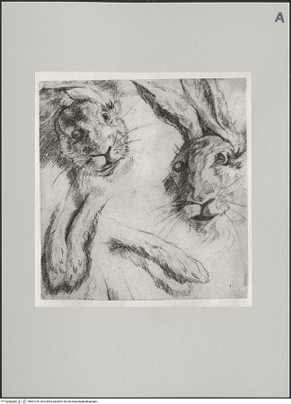 Vorderseite von Staatliche Museen zu Berlin - Preußischer Kulturbesitz [https://www.deutsche-digitale-bibliothek.de/content/lizenzen/rv-ez/] Studien des Hasen: zwei Köpfe und zwei Paar Pfoten - Gesamtansicht, bh607316_recto. Foto: Steinkopf, Walter.