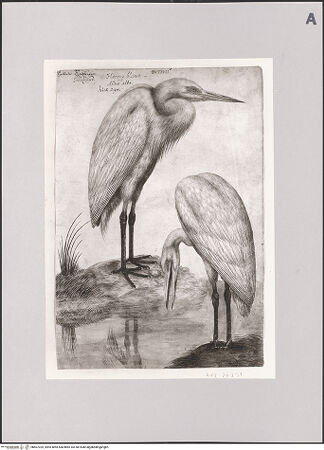 Vorderseite von Staatliche Museen zu Berlin - Preußischer Kulturbesitz [https://www.deutsche-digitale-bibliothek.de/content/lizenzen/rv-ez/] Silberreiher - Gesamtansicht, bh607325_recto. Foto: Steinkopf, Walter.