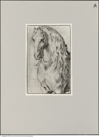 Vorderseite von Staatliche Museen zu Berlin - Preußischer Kulturbesitz [https://www.deutsche-digitale-bibliothek.de/content/lizenzen/rv-ez/] Vorderteil eines Pferdes, von vorn gesehen - Gesamtansicht, bh607330_recto. Foto: Steinkopf, Walter.