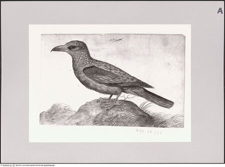 Vorderseite von Staatliche Museen zu Berlin - Preußischer Kulturbesitz [https://www.deutsche-digitale-bibliothek.de/content/lizenzen/rv-ez/] Blauracke - Gesamtansicht, bh607331_recto. Foto: Steinkopf, Walter.