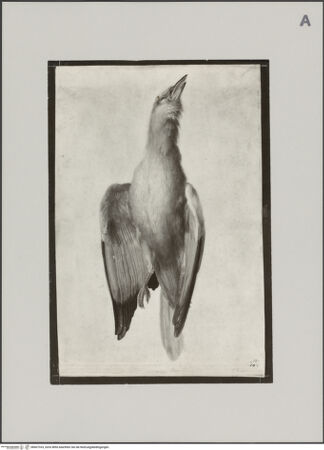 Vorderseite von Staatliche Museen zu Berlin - Preußischer Kulturbesitz [https://www.deutsche-digitale-bibliothek.de/content/lizenzen/rv-ez/] Eine tote Blauracke - Gesamtansicht, bh607333_recto. Foto.