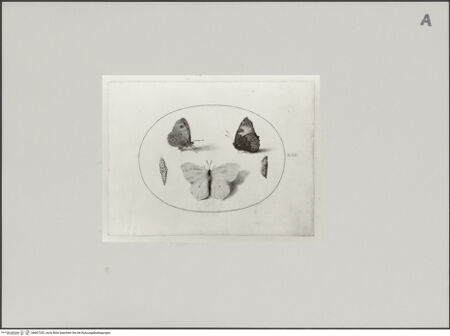 Vorderseite von Staatliche Museen zu Berlin - Preußischer Kulturbesitz [https://www.deutsche-digitale-bibliothek.de/content/lizenzen/rv-ez/] Schmetterlinge, drei Falter und zwei Puppen, Blatt XIIII - Gesamtansicht, bh607335_recto. Foto: Steinkopf, Walter.