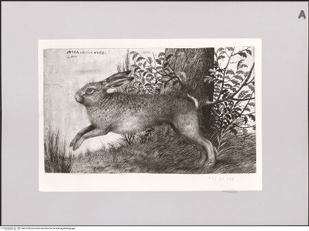 Vorderseite von Staatliche Museen zu Berlin - Preußischer Kulturbesitz [https://www.deutsche-digitale-bibliothek.de/content/lizenzen/rv-ez/] Hase - Gesamtansicht, bh607338_recto. Foto: Steinkopf, Walter.