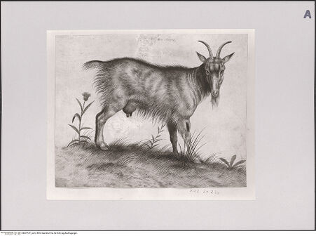 Vorderseite von Staatliche Museen zu Berlin - Preußischer Kulturbesitz [https://www.deutsche-digitale-bibliothek.de/content/lizenzen/rv-ez/] Ziege - Gesamtansicht, bh607341_recto. Foto: Steinkopf, Walter.