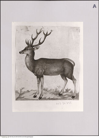 Vorderseite von Staatliche Museen zu Berlin - Preußischer Kulturbesitz [https://www.deutsche-digitale-bibliothek.de/content/lizenzen/rv-ez/] Hirsch - Gesamtansicht, bh607349_recto. Foto: Steinkopf, Walter.